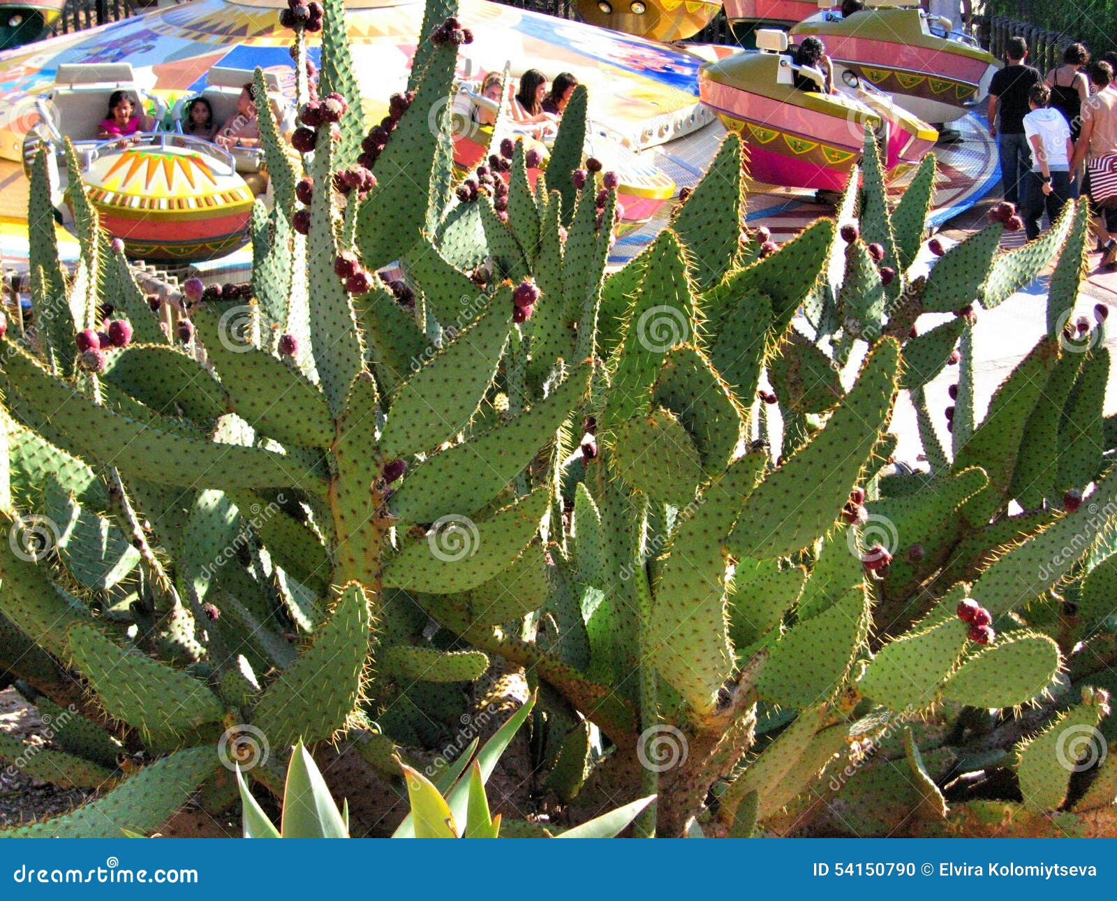 big cactus in park port aventura spain